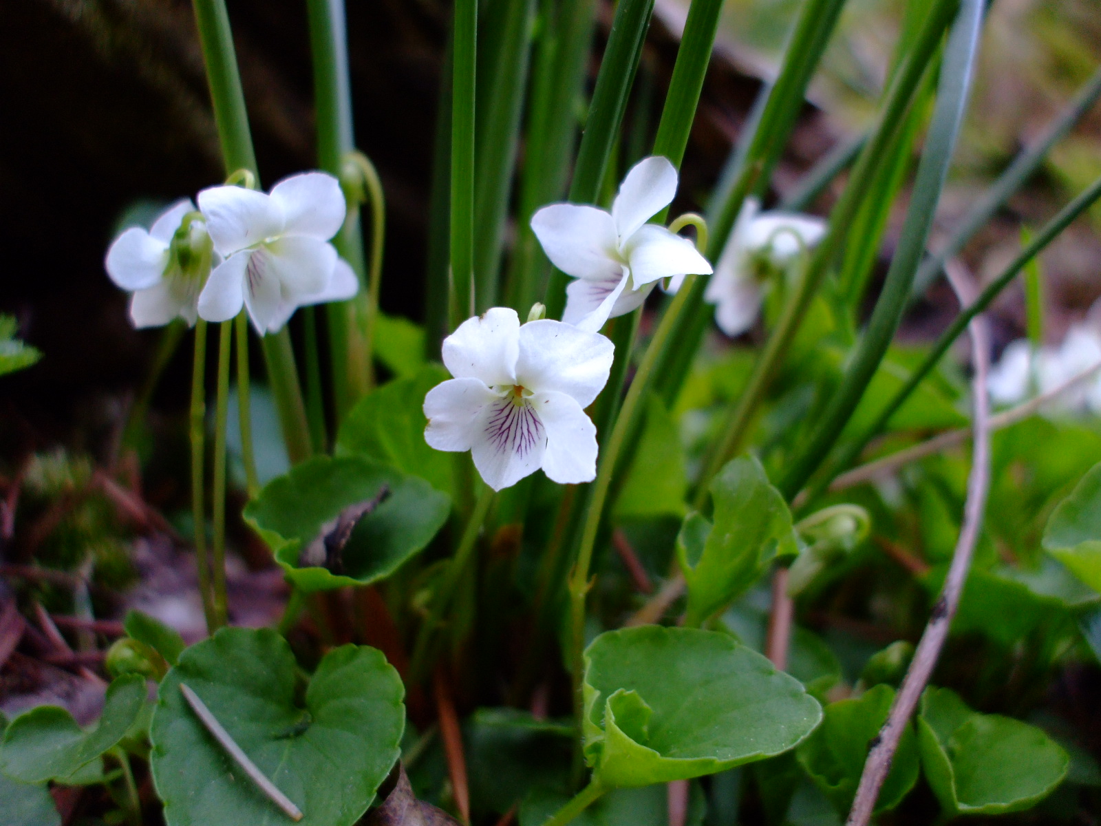 Viola macloskeyi